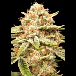 Garlicane by Advanced Seeds | You never thought Garlic could be so Good