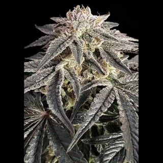 Feminised Permanent Marker Strain from Advanced Seeds | Up to 34%