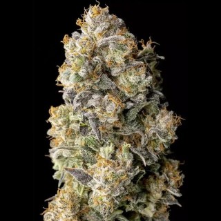 Acai Mintz Feminizada | Exótica, Potente y Lista en 60 Días