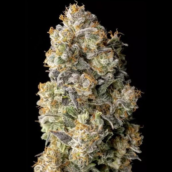 Acai Mintz Feminizada | Exótica, Potente y Lista en 60 Días