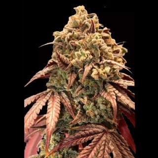 Auto Zerealz Milk Seeds | Advanced Seeds | Um novo sabor delicioso