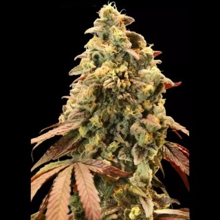 Auto Rainbow Sherbet #11 Sementes autoflorescentes | Extreme Power