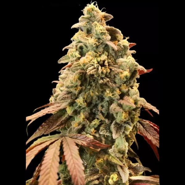 Auto Rainbow Sherbet #11 Sementes autoflorescentes | Extreme Power