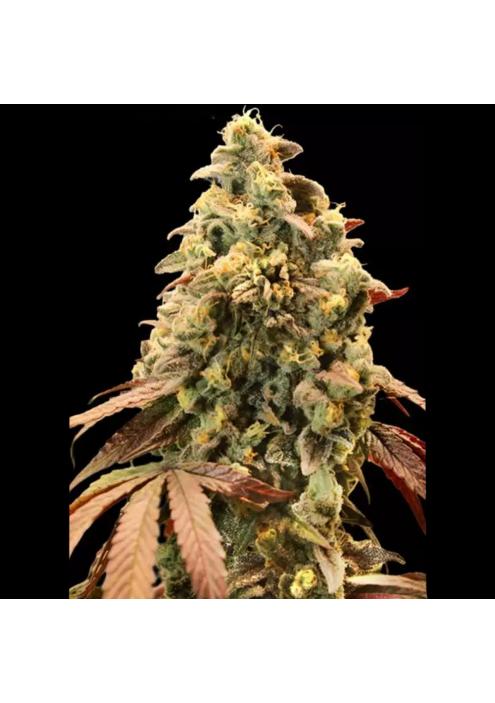 AUTO RAINBOW SHERBET 11