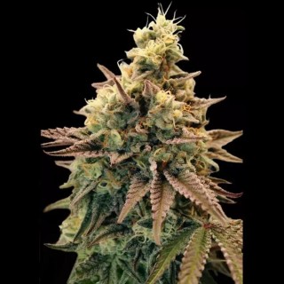 Auto Animal Zookies Sementes | Alto rendimento e potência | Advanced Seeds