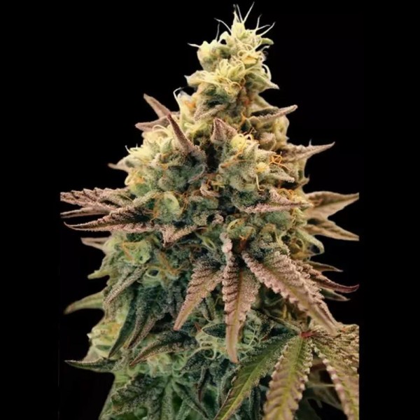 Auto Animal Zookies Seeds | High Yield & Potent | Advanced Seeds