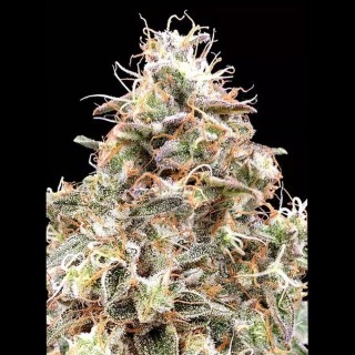 Auto Forbidden Fruit Seeds | A melhor criação de Advanced Seeds
