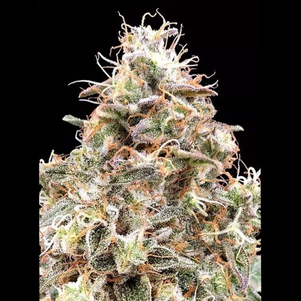 Auto Forbidden Fruit Seeds | A melhor criação de Advanced Seeds