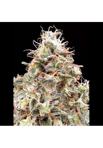 AUTO FORBIDDEN FRUIT