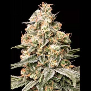 Sementes da Auto Apple Fritter | Advanced Seeds e efeitos relaxantes