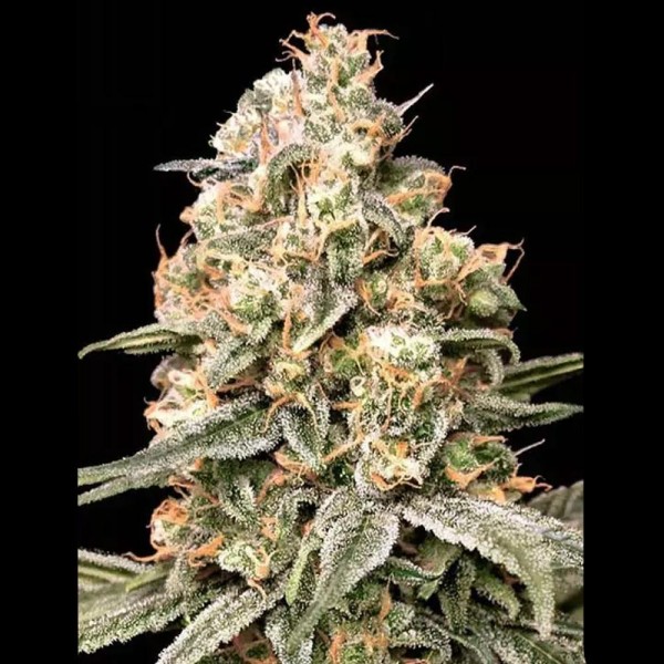 Sementes da Auto Apple Fritter | Advanced Seeds e efeitos relaxantes
