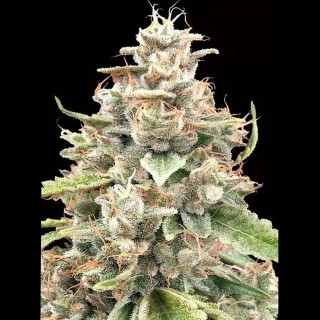 Lemon Bean Fast Strain | Advanced Seeds | Experiencia Natural