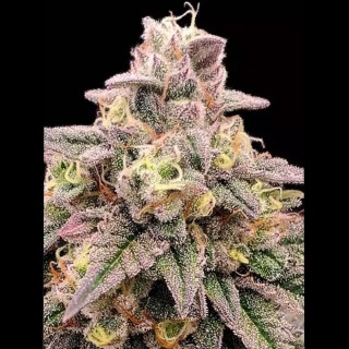 Animal Zookies Semente Advanced Seeds | Alto rendimento, floração rápida