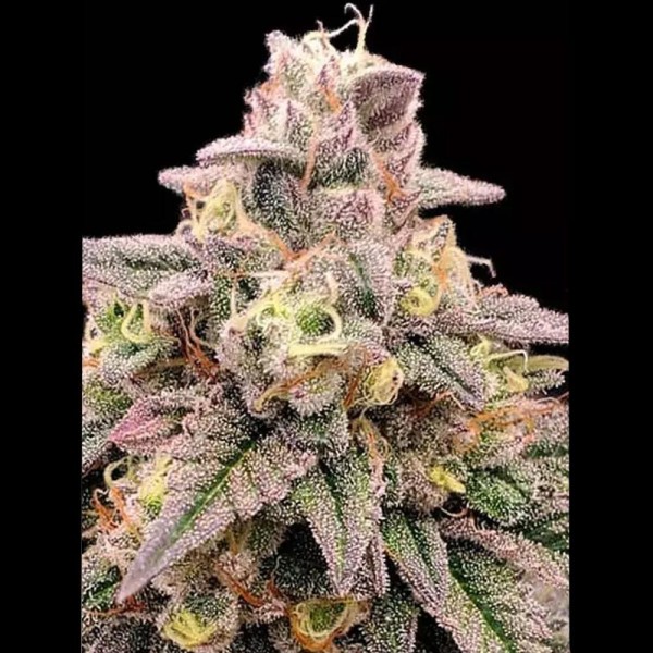 Animal Zookies Semente Advanced Seeds | Alto rendimento, floração rápida