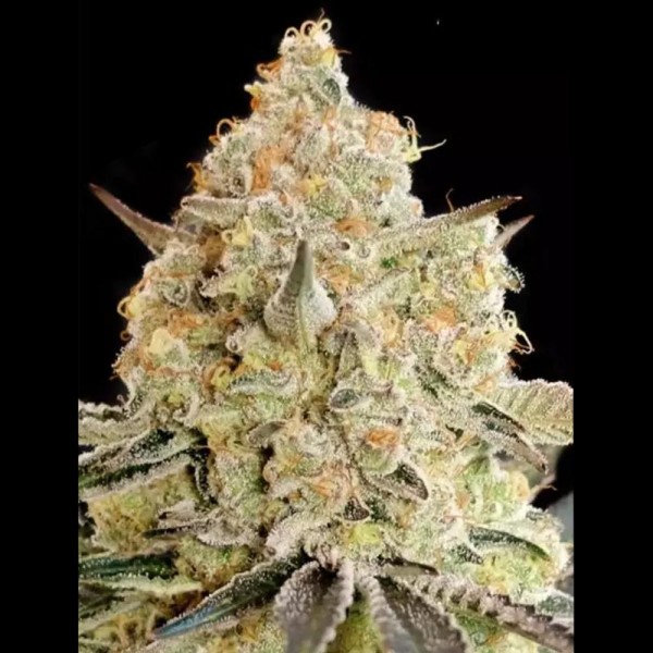 Apple Fritter da Advanced Seeds barata para venda na Experiencia Natural