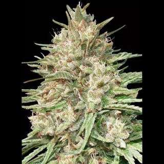 Lemon Bean Seeds | Zesty Vigour & Generous Yields | Experiencia Natural