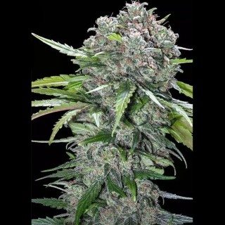 San Bacio Burger by Advanced Seeds | A Harmony of Flavor & Potency