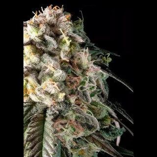 Fire DOG | Una cepa Indica y alto THC con cogollos densos y pegajosos