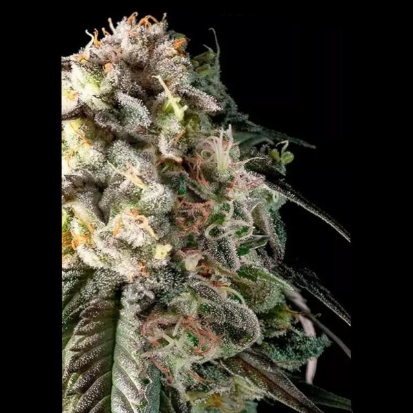 Fire DOG | Una cepa Indica y alto THC con cogollos densos y pegajosos