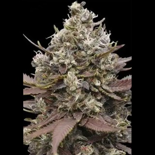 Buy Mimosa Punch by Advanced Seeds | Cheap Mimosa Punch