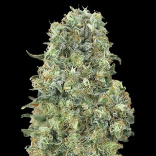 Comprar Critical Mass de Advanced Seeds | Critical Mass barata