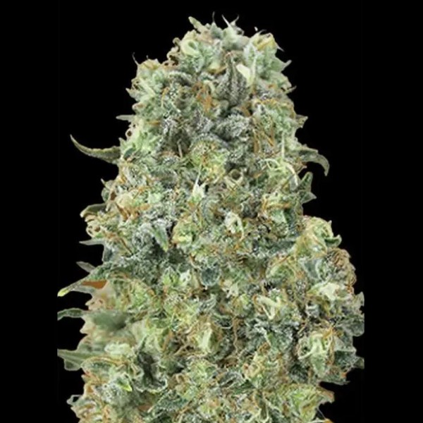 Comprar Critical Mass de Advanced Seeds | Critical Mass barata
