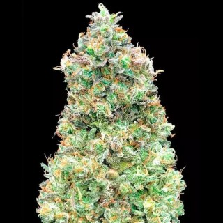 Comprar Critical Mass Fast Advanced Seeds | Critical Mass Fast barata
