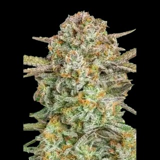 Comprar Auto Bruce Banner XXL barata de Advanced Seeds
