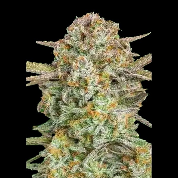 Comprar Auto Bruce Banner XXL barata de Advanced Seeds