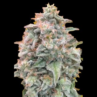 Comprar Advanced Seeds Auto Banana Cookies | Auto Banana Cookies barata