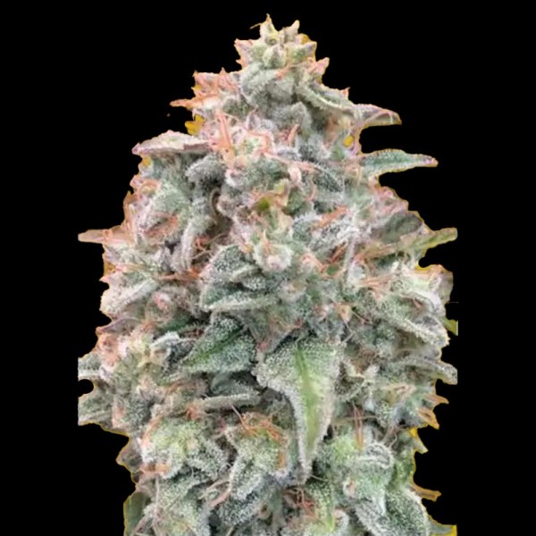 Comprar Advanced Seeds Auto Banana Cookies | Auto Banana Cookies barata
