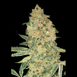 Buy Bruce Banner by Advanced Seeds | Cheap Bruce Banner