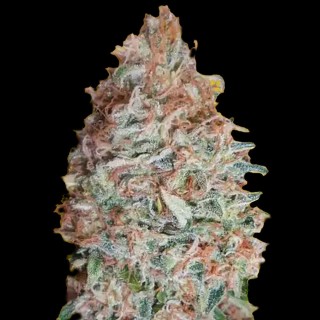 Buy Banana Cookies by Advanced Seeds | Cheap Banana Cookies