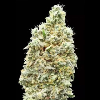 Buy Strawberry Banana Fast by Advanced Seeds | Strawberry Banana Fast