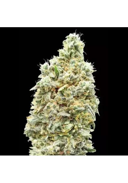 STRAWBERRY BANANA FAST