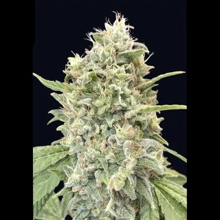 Buy Strawberry Banana by Advanced Seeds | Cheap Strawberry Banana