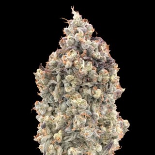 Comprar Advanced Seeds Auto Watermelon OG | Auto Watermelon OG barata