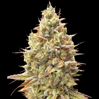 Buy cheap Auto Strawberry Banana seeds from Advanced Seeds