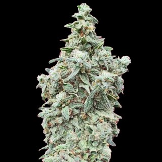 Cheap Advanced Seeds Auto Cherry Pie for sale | Autoflowering Seeds