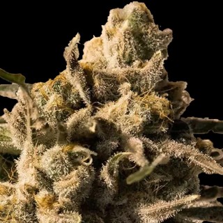Sale of Cherry Pie Fast from Advanced Seeds | Feminized Seeds