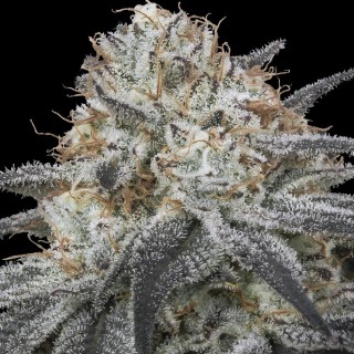 Buy cheap Auto Slurricane by Advanced Seeds | Auto Seeds