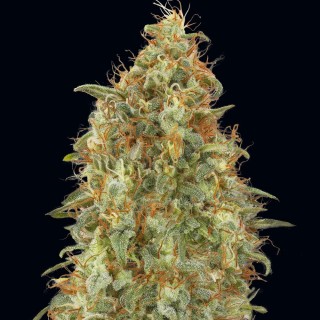 Sale of Zkittlez Fast from Advanced Seeds | Feminized Seeds