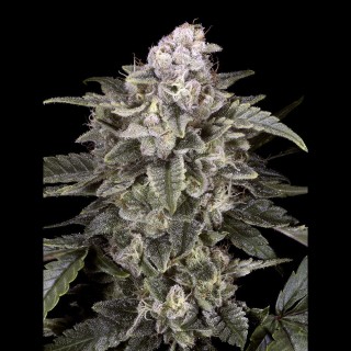 Slurricane by Advanced Seeds | Feminized Seeds
