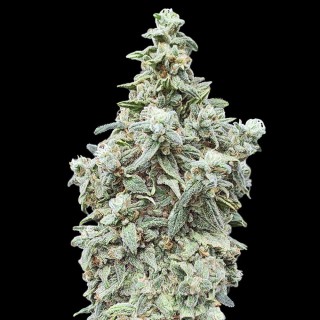 Buy Cherry Pie by Advanced Seeds | Feminized Seeds