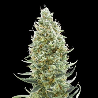 Comprar Amnesia Fast da Advanced Seeds | Sementes Feminizadas