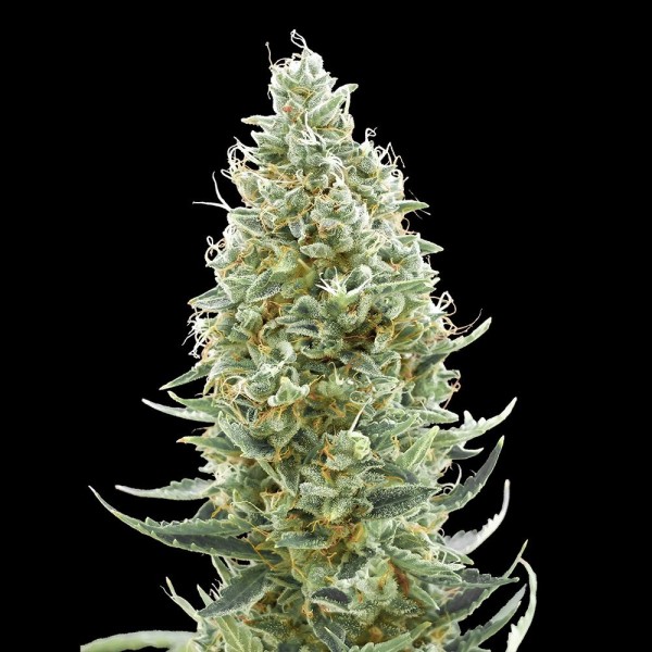 Comprar Amnesia Fast da Advanced Seeds | Sementes Feminizadas