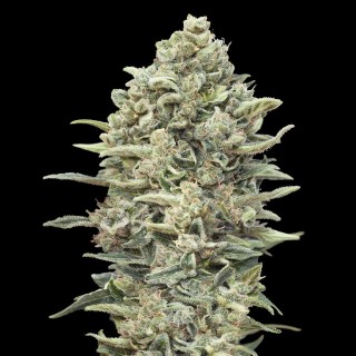 Fast Gelato #33 by Advanced Seeds | Feminized Seeds