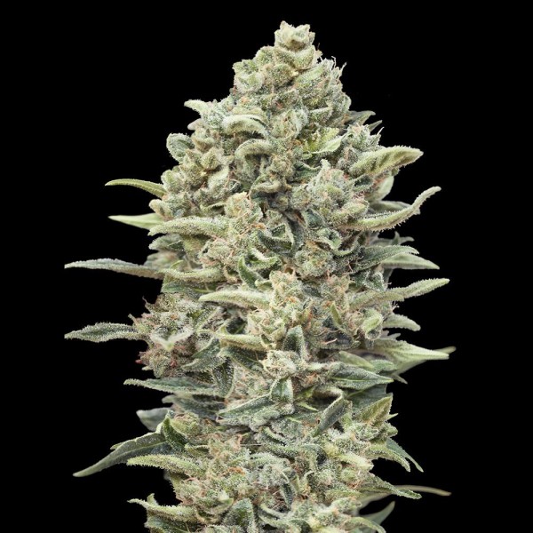 Fast Gelato #33 by Advanced Seeds | Feminized Seeds