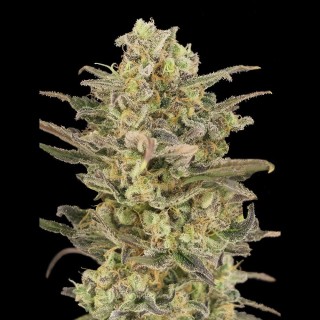 Somango Glue Feminized | Advanced Seeds