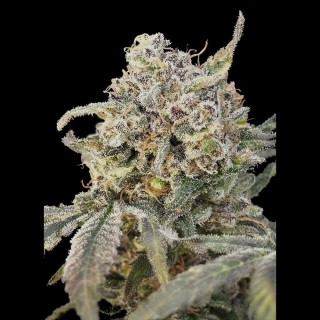 Auto Somango Glue | Sementes Advanced Seeds
